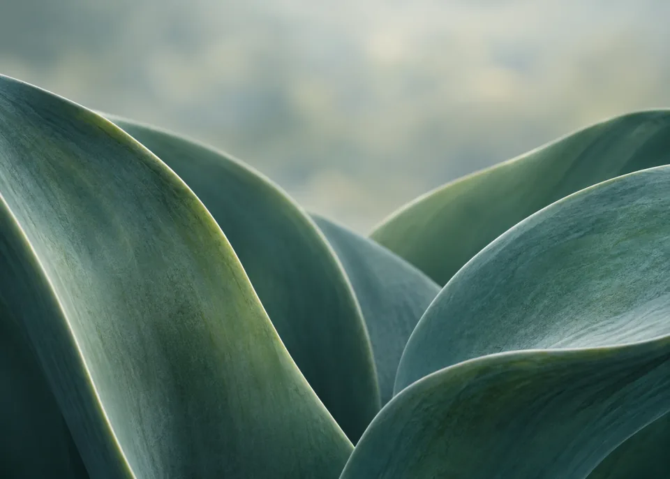 Agave Curve: Extreme close-up of broad smooth agave leaf blades curving asymmetrically through lower two thirds, desaturated jade and teal, soft side light, sharp spines outside frame.
