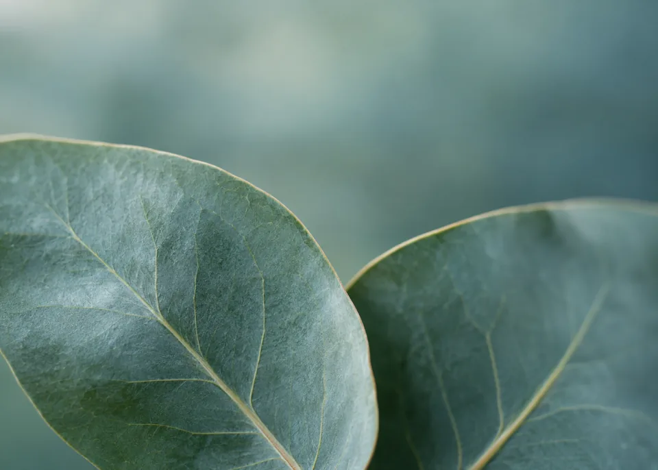 Blue Eucalyptus: Two overlapping matte blue-green eucalyptus leaves entering from lower left and right, waxy natural surfaces, smoky teal blurred upper field.