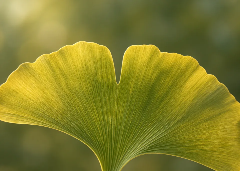 Ginkgo Fan: Close-up of a single golden green ginkgo leaf fan expanding across lower two thirds, delicate radial structure, soft olive background.
