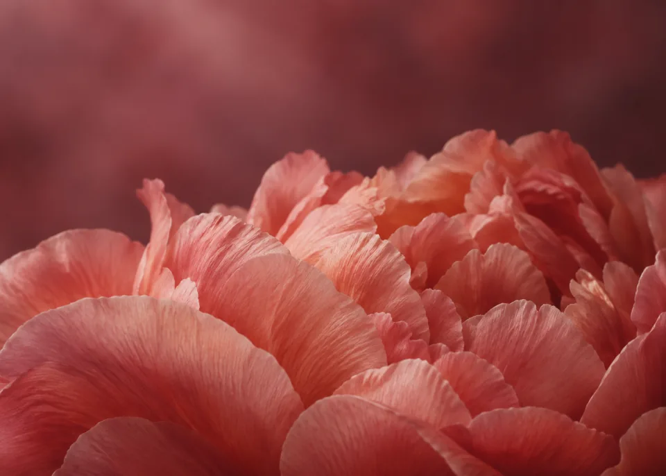 Petal Fold: Extreme close-up of overlapping muted coral peony petals softly curling across the lower half, dusty burgundy and rose background.